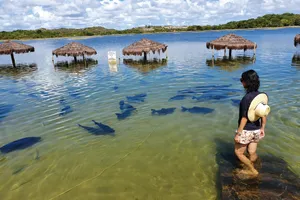 Alimentando Peixes - Lagoa dos Tambaquis