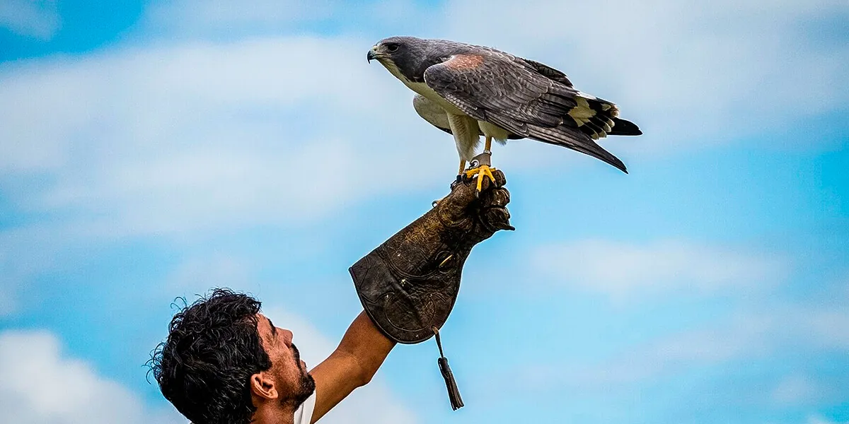 Falcão - Parque dos Falcoes