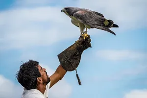 Falcão - Parque dos Falcoes